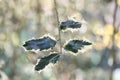 Weeping Silver Margined Holly, Ilex aquifolium Argentea Marginata Pendula, variegated leaves